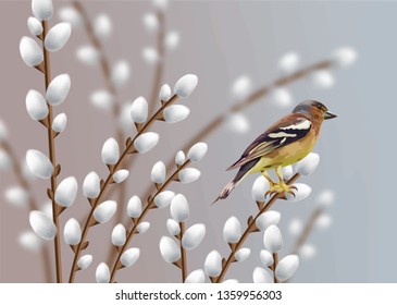 Beautiful sparrow and willow branches Vector. Spring card.