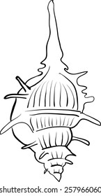 beautiful spiral seashell sketch vector illustration