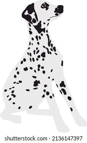 Beautiful spotted dog of the Dalmatian breed sits on its hind legs