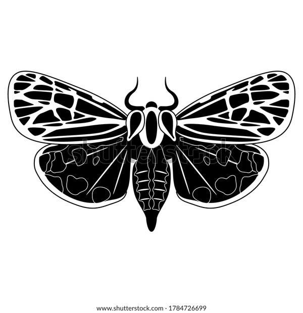 Beautiful Spotted Moth Butterfly Black White Stock Vector (Royalty Free ...