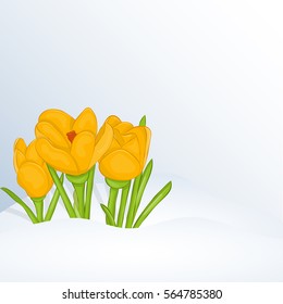 Beautiful spring background with Crocus in snow for congratulations with spring or Womens Day. Holiday poster or placard template in cartoon style. Vector illustration. Flower Collection.