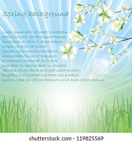 Beautiful spring background with spring flowers
