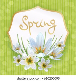 Beautiful spring background with flowers of Zephyranthes. Can be used to design greeting cards, invitation, announcement spring sale.