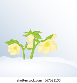 Beautiful spring background with Hellebore in snow for congratulations with spring or Womens Day. Holiday poster or placard template in cartoon style. Vector illustration. Flower Collection.