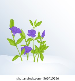 Beautiful spring background with periwinkle in snow for congratulations with spring or Womens Day. Holiday poster or placard template in cartoon style. Vector illustration. Flower Collection.