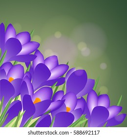 Beautiful spring blossoming blue crocuses on green background. Vector illustration