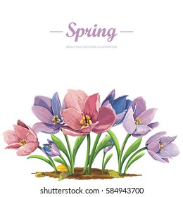 Beautiful spring blossoming violet crocuses, isolated on white background. Floral nature elegant design. Arrangement illustration crocus flower. Greeting easter, happy Mothers and Womens Day card