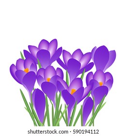 Beautiful spring blossoming violet crocuses, isolated on white background. Vector illustration