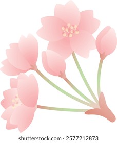 Beautiful spring cherry blossom and bud stock illustration