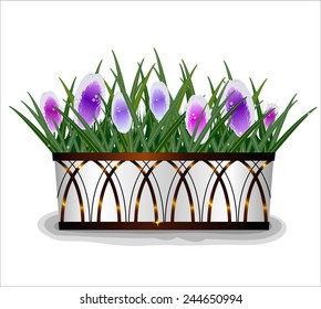 Beautiful spring crocus flowers in the white pot with bronze designs