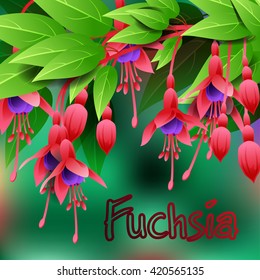 Beautiful spring flowers Fuchsia. Cards or your design with space for text. Vector illustration