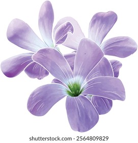 Beautiful spring flowers, Hepatica nobilis Vector Illustration transparent Background