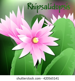 Beautiful spring flowers Rhipsalidopsis. Cards or your design with space for text. Vector illustration