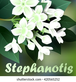 Beautiful spring flowers stephanotis. Cards or your design with space for text. Vector illustration