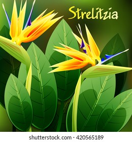 Beautiful spring flowers Strelitzia Reginae. Cards or your design with space for text. Vector illustration