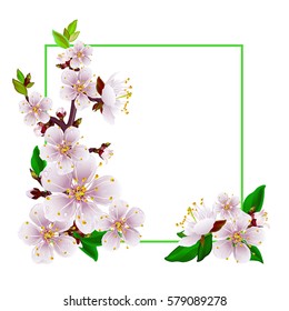 Beautiful spring frame with branch of blossoming apricot on a white background. Design elements for cards or invitations.