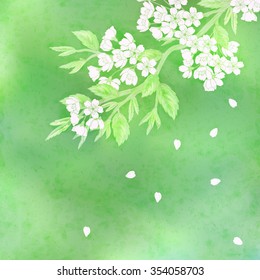 Beautiful spring hand drawn vector illustration with sakura flowers and  space for your text on  the watercolor green background. 