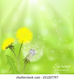 Beautiful spring illustration  with green grass and dandelion. Spring card with place for text. Stylish fashion background