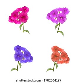Beautiful Spring Phlox flower. A set of four, multi-colored flowers on a white isolated background. Vector illustration.