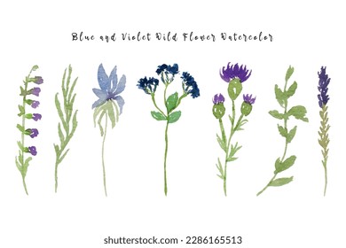 Beautiful Spring and Summer Wild Flower Watercolor Collection