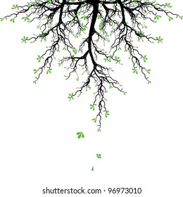 Hermoso árbol primaveral aislado en fondo blanco