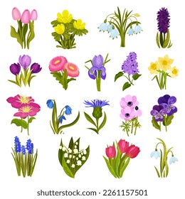 Beautiful spring wild and garden flowers set. Tulips, lily of the valley, daffodil, violet, snowdrop, hyacinth cartoon vector illustration