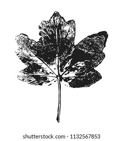 Beautiful Stamp of Leaf