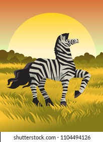 beautiful standing zebra