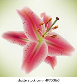 beautiful star gazer lilies on soft background