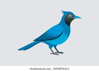 Beautiful Steller's Jay bird vector artwork