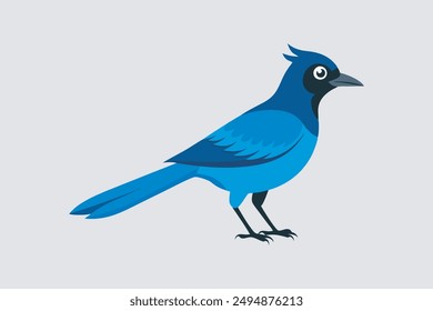 Beautiful Steller's Jay bird vector artwork