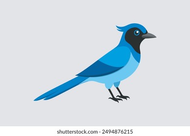 Beautiful Steller's Jay bird vector artwork