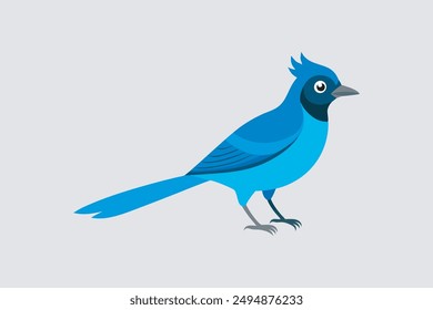 Beautiful Steller's Jay bird vector artwork