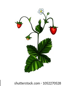 Beautiful stem of forest strawberries with a flower.
