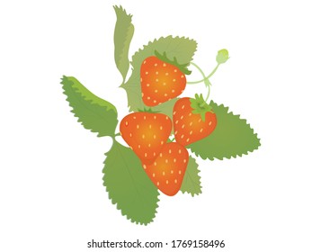 beautiful strawberries. vector illustration of a realistic on white background