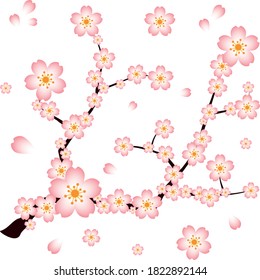 Una hermosa e impresionante ilustración vectorial de flores en flor de cerezo o también conocidas como flores sakura con fondo blanco. es una de las flores más populares del este cuando se trata de primavera
