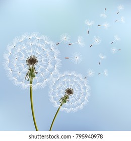 Beautiful stylish nature blue background with two dandelions blowing. Floral trendy wallpaper with summer, spring flowers and flying fluff. Greeting card. Modern backdrop, vector