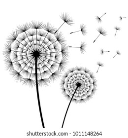 Beautiful stylish nature white background with two stylized black dandelions blowing isolated. Floral trendy wallpaper with summer, spring flowers and flying fluff. Modern backdrop, vector