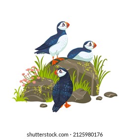 Beautiful stylized cartoon puffin birds sit on a stone, on white background. Vector illustration