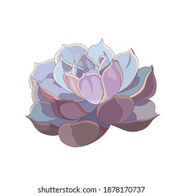 Beautiful succulent in Cartoon style, vector Echeveria on white isolated background, isolated Stone Rose for prints, stickers, elements of interior decor in Gardening, Nature and  Indoor Plants field.