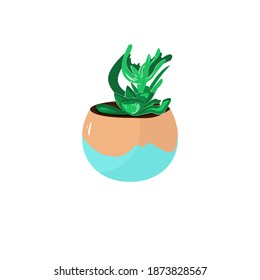 
beautiful succulent in a decorative pot on an isolated background