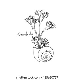 Beautiful succulent plants in a shell. Hand drawing isolated objects on white background. Vector illustration. Coloring book