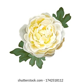 Beautiful summer flower of light yellow luxury peony isolated on a white background. Design element for floral design. Realistic vector illustration