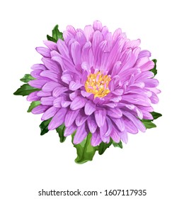 Beautiful summer flower of violet Aster isolated on white background for luxury floral design