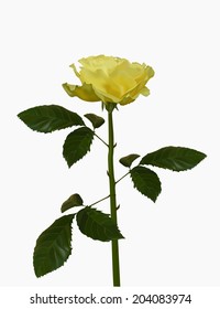 Beautiful summer yellow rose on the white background. Hand traced with gradient mesh. 