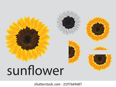 beautiful sun flower vector  art