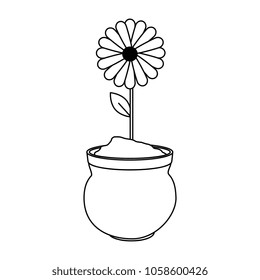 beautiful sunflower in ceramic pot