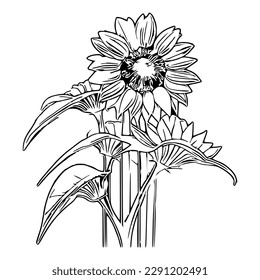 Beautiful sunflower Coloring Book, Sunflower Coloring page, sunflower line art, Outline flowers, Doodles in black and white, Flowers Coloring Book,Vector illustration