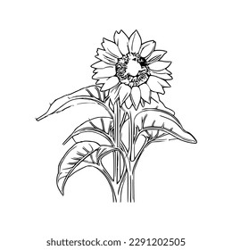 Beautiful sunflower Coloring Book, Sunflower Coloring page, sunflower line art, Outline flowers, Doodles in black and white, Flowers Coloring Book,Vector illustration
