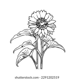 Beautiful sunflower Coloring Book, Sunflower Coloring page, sunflower line art, Outline flowers, Doodles in black and white, Flowers Coloring Book,Vector illustration